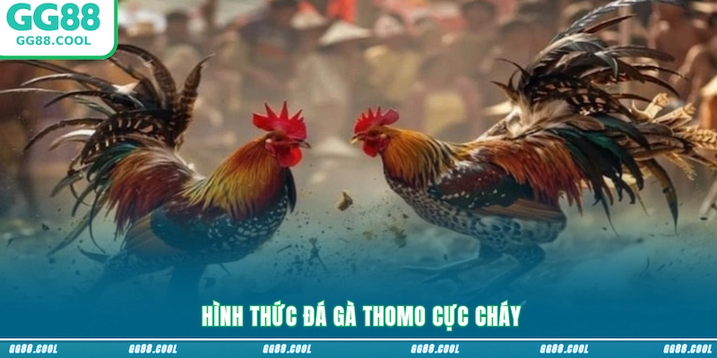 Hình thức đá gà Thomo cực cháy